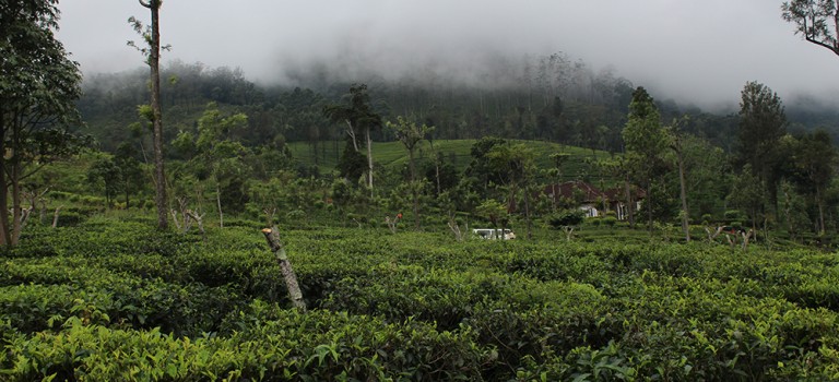 Beau-tea-ful Sri Lanka